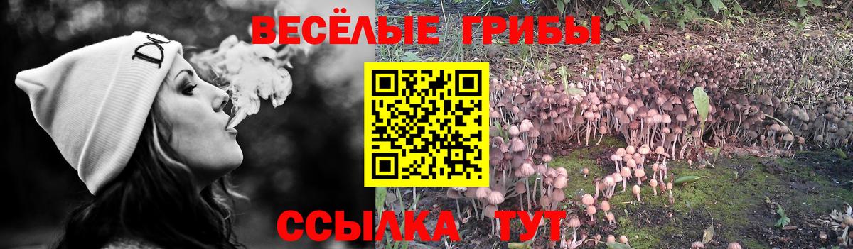 Галлюциногенные грибы Psilocybe Тамбов